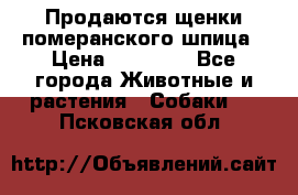 Продаются щенки померанского шпица › Цена ­ 45 000 - Все города Животные и растения » Собаки   . Псковская обл.